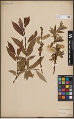 Foto von Salix daphnoides Vill.